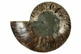 Cut & Polished Ammonite Fossil (Half) - Madagascar #344403-1